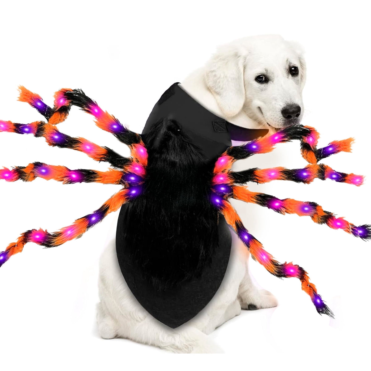 Dog wearing a light-up giant spider Halloween costume